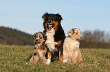 BERGER AUSTRALIEN - ADULT & PUPPY 131